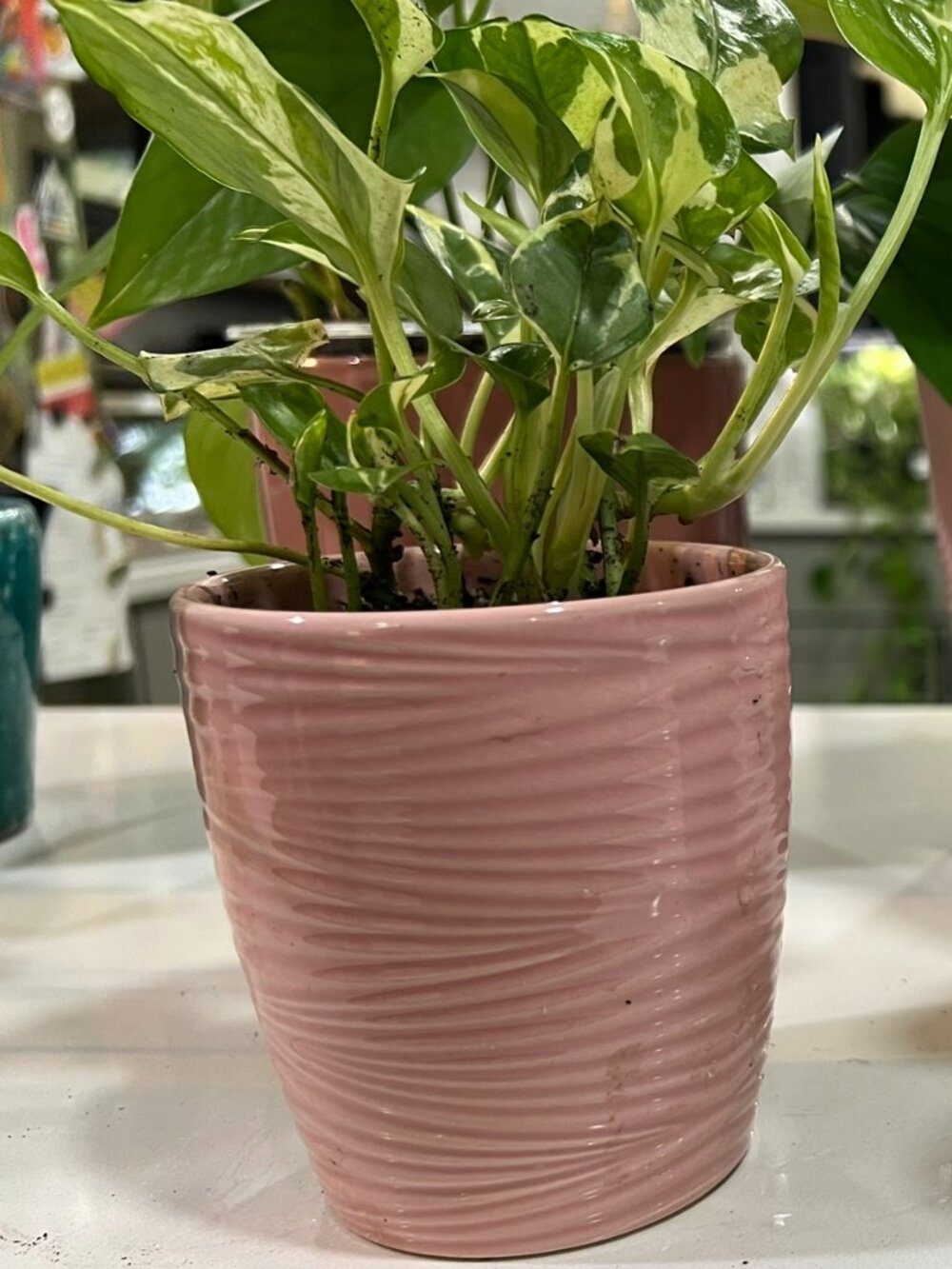 Small Pink Pot